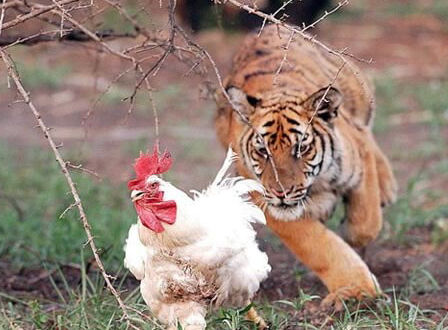 File:Tiger after chicken.jpg