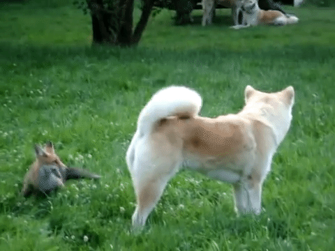The quick brown fox jumps over the lazy dog.gif