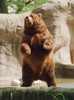 File:Brown-bear-rearing.jpg