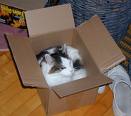 File:Cat in Box.jpg