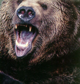 File:Grizzly Bear.jpg
