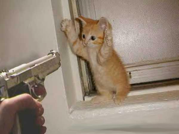 File:Kitten and gun.jpg
