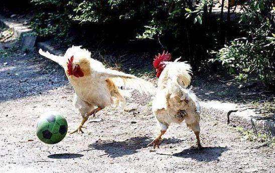 File:Chickenfootball.jpg