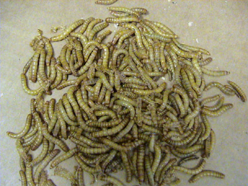 File:Mealworms.jpg