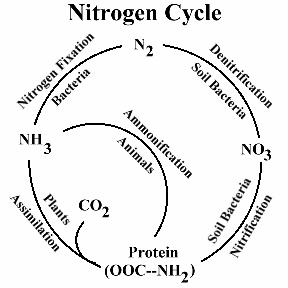 File:Nitrogen Cycle-4.jpg
