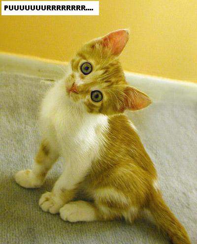 File:Cute kitty.jpg