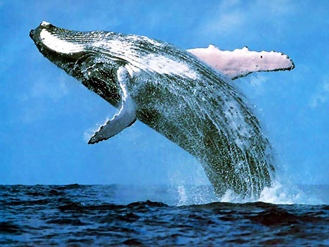 File:Blue Whale.jpg