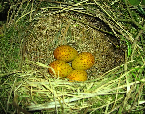 File:PhuBird Eggs.jpg