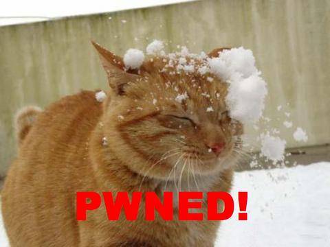 Pwned-cat headshot.jpg