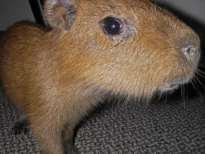 File:Capybara lover.jpg