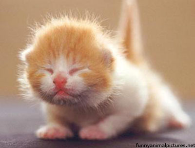 File:Cute kitten 2.jpg