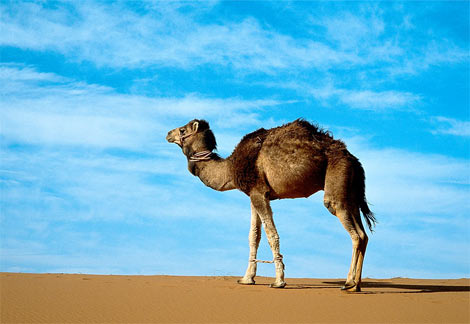 File:Arabian-camel.jpg