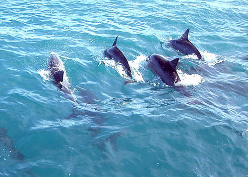 File:Dolphins.jpg