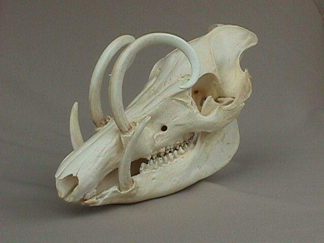File:Sabretooth donkey skull.jpg