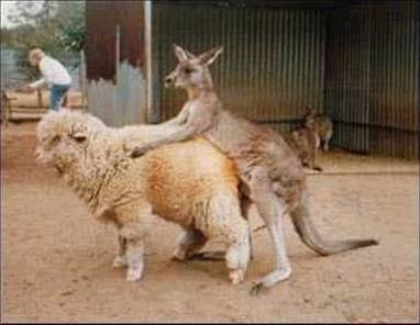 File:Australian sheep-lover.jpg