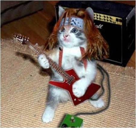 File:Cat lol guitar.jpg