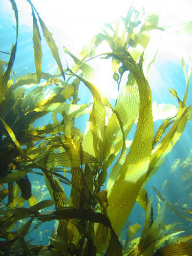Kelp - a highly intellgent unicellular protist that is used for marine warfare