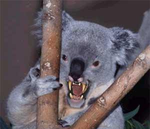 Drop Bears: University of New South Wales researchers uncover