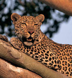 File:Leopard.jpg