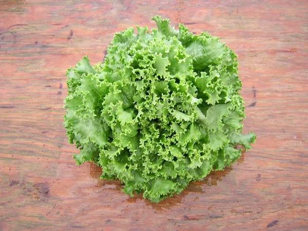 File:Vpoy lettuce.jpg