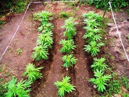 File:Cannabis Outdoor kleine Pflanzen Beet.jpg
