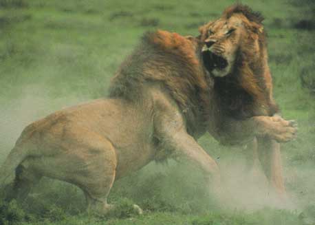 File:Lion fight.jpg