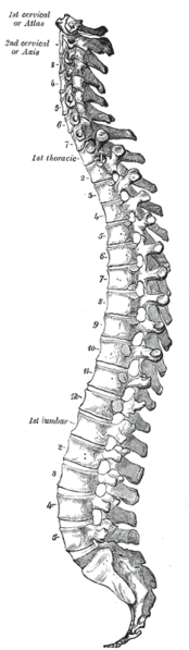 Vertebral column.png