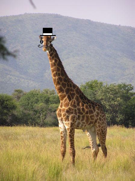 File:Bob the Giraffe.JPG
