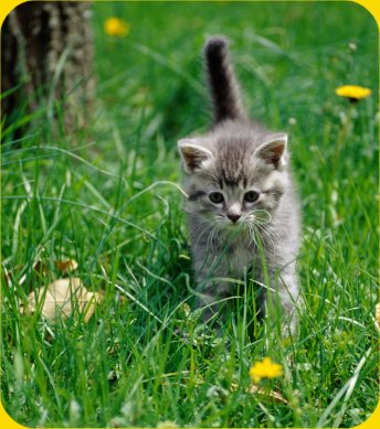 File:Cute-kitten-picture-in-the-grass.jpg
