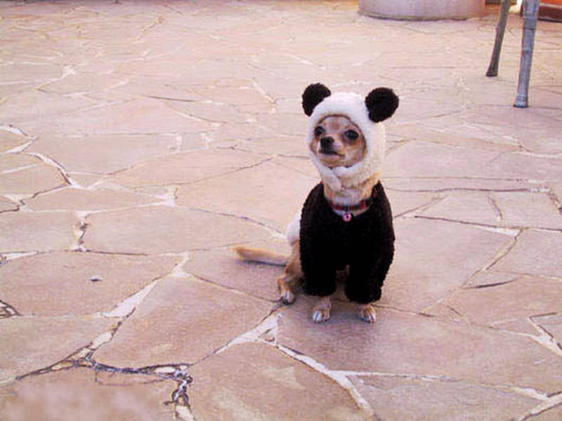 File:Cute-puppy-costume-background.jpg