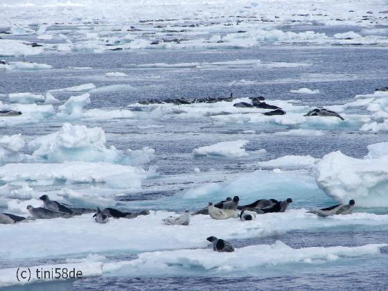 File:2195856-Seals-Arctic.jpg
