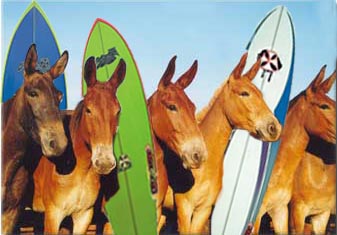 File:Surfer donkeys.jpg
