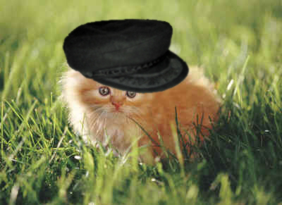 File:Orange Kitten with hat.jpg