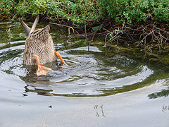 File:Plunged duck in pond.jpg