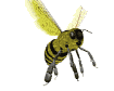 Honey bee flying md wht.gif