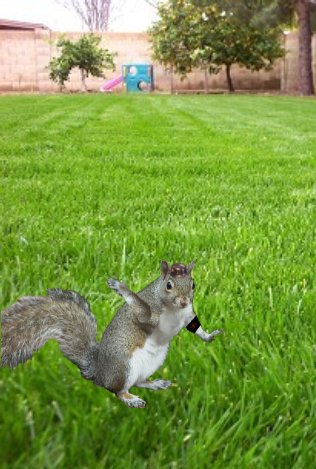 File:GraySquirrel native hab.jpg