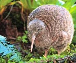 File:Kiwi bird.jpg