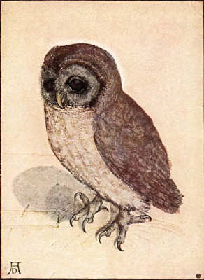 File:Durer-owl.jpg