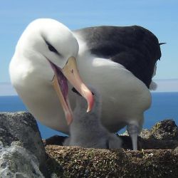 File:Albatross.jpg