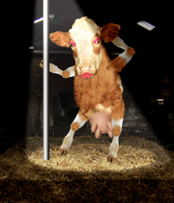File:Cow-dancing.gif