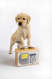 Puppy...on the radio.jpg