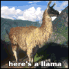 Th Llama-song.gif