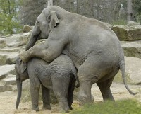 File:Fucking Elephants.jpg
