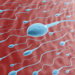 File:Sperms.jpg