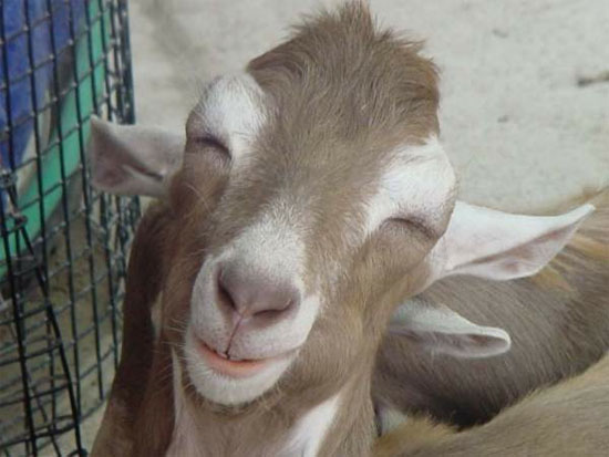 File:Goatseee ok its a goat.jpg