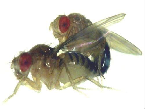 File:Mating flies.jpg