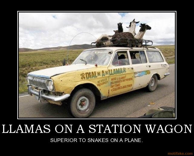 File:Llamas-on-a-station-wagon.jpg