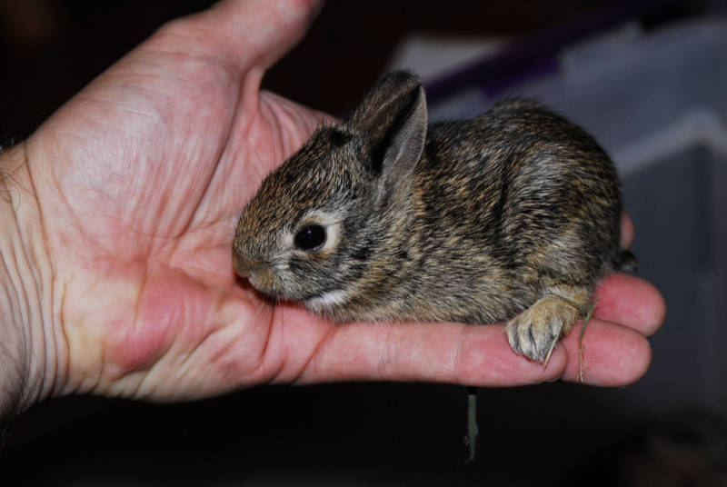 File:Southern swamp rabbit baby.jpg