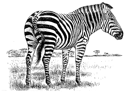 File:Zebra.gif