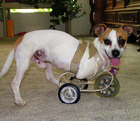 File:Dog On Wheels.jpg